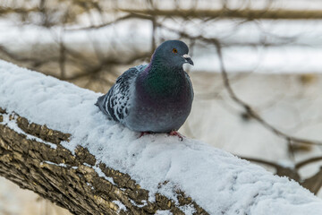 pigeon on snow