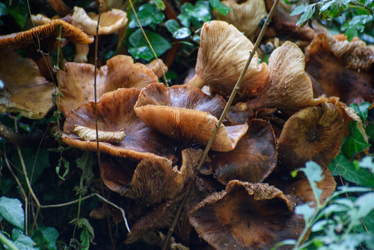 Forest mushrooms. Natural mountain environment in the autumn season.