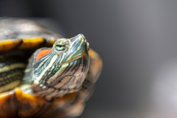 The turtle's head is taken in close-up