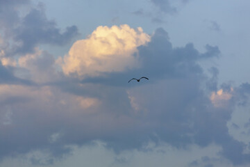 Flight of a bird the Sky is Blue with Lush Clouds Summer Spring Autumn Winter