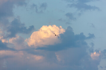 Flight of a bird the Sky is Blue with Lush Clouds Summer Spring Autumn Winter
