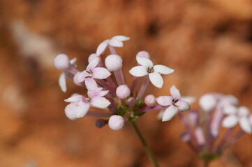 Southern Squinancywort (Asperula aristata)