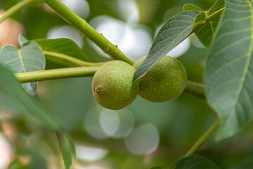 maturing walnut taken close up  
