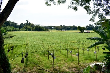 Large vineyard growing bitter melons in Malaysia