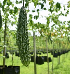 Fully grown bitter melon hanging from vines at a vineyard