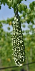 Close up of a bitter melon growing in a vineyard