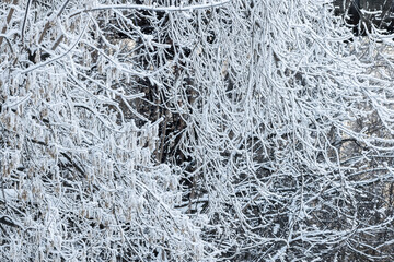 Winter landscape tree branches covered with frost