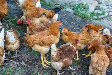 Free range hens in the mountains. Laying chicken outdoors.