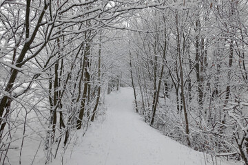 Obraz premium Winterwald