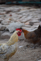 A close-up of a rooster's head and neck
