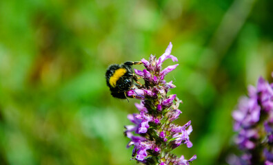 Close-up photo of a bumblebee on a purple flower