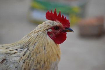 A close-up of a rooster's head and neck
