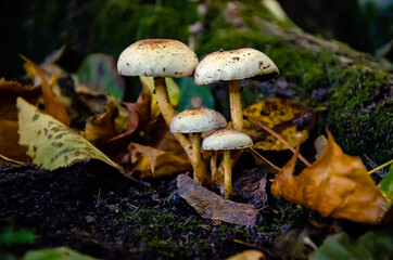 A few mushrooms of honeysuckle in the autumn forest