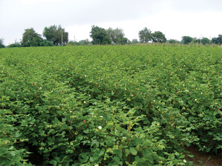 Fototapeta na wymiar Row of growing Cotton field in India.