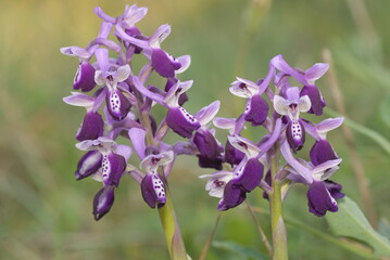 Orchidea, Orchis longicornu © Fabio Presutti