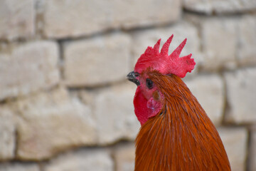 A close-up of a rooster's head and neck
