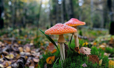 Red  amanita