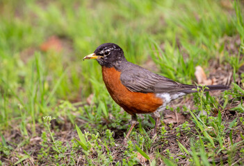 American Robin close up