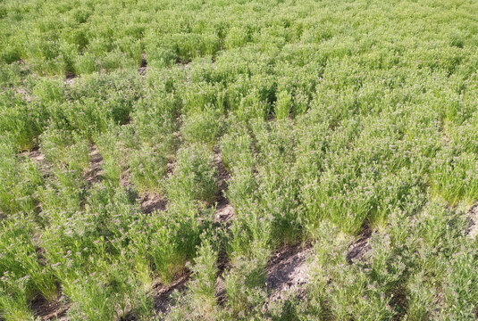 Beautiful yellow flowers of cumin crop, CUMIN seeds plant, jeera tree, Jira farm, Jeera biz, fluffy volume bush of cumin (zira) on a farming in INDIA