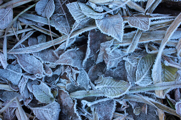 Frosty leaves on the ground. Natural background with autumn leaves during first winter freeze. 