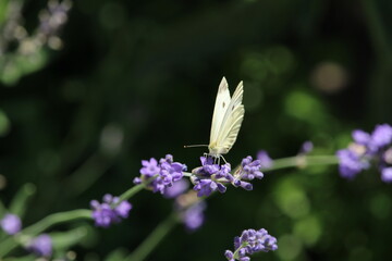 white butterfly lands on a lavender flower 