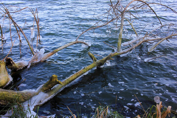 Falllen tree covered with ice in river water. Beautiful winter landscape with season specific. Cold weather.