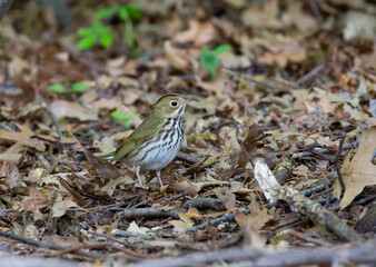 Fototapeta premium Ovenbird in the woods ground