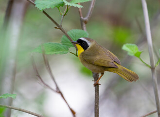 Common yellowthroat in the Central Park