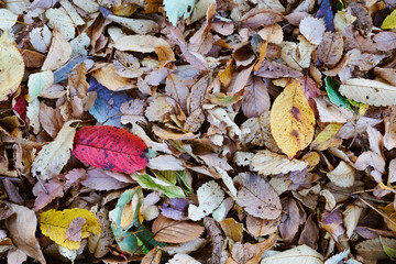 Closeup of fallen leaves in autumn