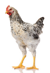 one gray rooster isolated on white background, studio shoot