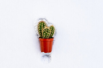 Ein kleiner Kaktus im Blumentopf liegt auf weißen Schnee. Draufsicht, Winter, Kälte.