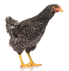 one black chicken isolated on white background, studio shoot