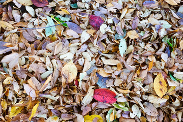 Closeup of fallen leaves in autumn