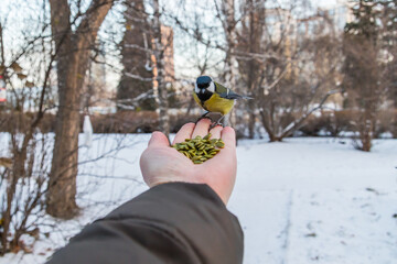 bird in the hand