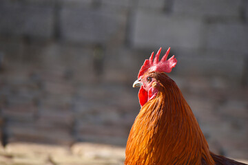 A close-up of a rooster's head and neck
