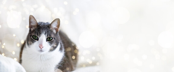 Cute white gray adult cat lies on the white bed and looking at the camera, the background of the bokeh fairy lights of Christmas lights, New Year and Christmas with pets. Banner space for text