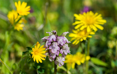 Orchidea, Orchis lactea