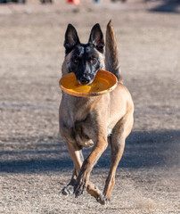 Smiling Belgian Malinois with an orange disc