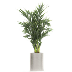 palm tree in a chrome flowerpot isolated on white background