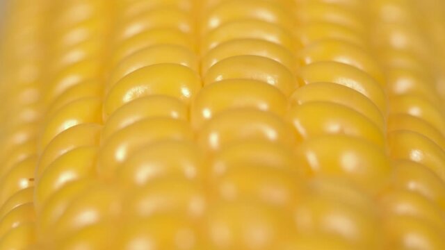 Macro View Yellow Grains Corn Cob Background Food Organic Close Up. Closeup Fresh Sweet Corn on Cob, Ingredient Prepare for Organic Food. Corn Seeds Texture, Agriculture Healthy Natural Nutrition.