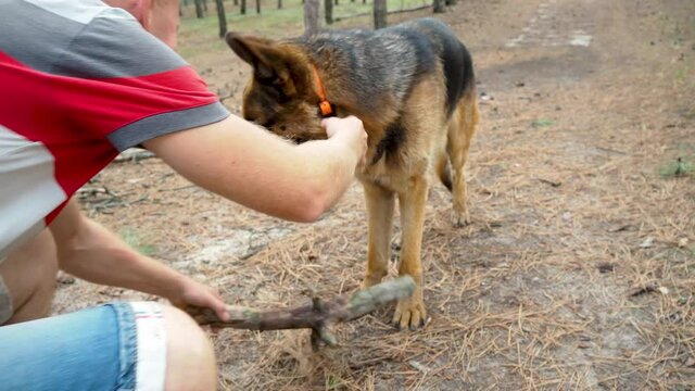 Training of dogs.German shepherd performs the command Aport. A man plays with a pet in nature in forest. Joint walks with an animal in fresh air. The owner throws stick and the dog brings it back