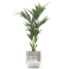 palm tree in a chrome flowerpot isolated on white background