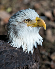 Bald Eagle stock photos. Bald Eagle head shot close-up profile view with a blur background displaying head, eye, beak, brown plumage in its habitat and environment. Picture.  Image.