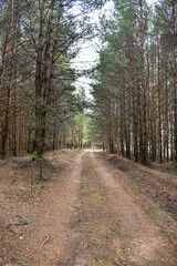 Fototapeta premium road among pine forest