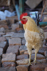 A close-up of a rooster's head and neck
