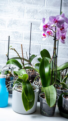 orchid care, many pots of flowers on a white table