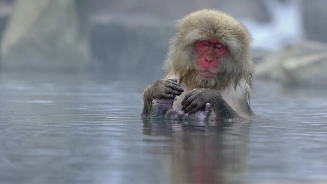 Slow motion of Japanese snow monkey enjoys an outdoor bathe and relaxing in onsen hot springs at winter. A wild macaque that enters a warm pool located in Jigokudan Park, Nakano, Japan. -Dan
