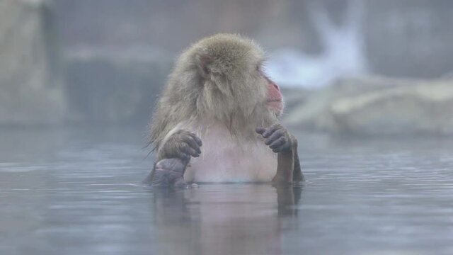 Slow motion of famous snow monkeys bath in a natural onsen hot springs of Nagano, Japan. Japanese Macaques enjoys and outdoor bath at winter season. A wild macaque that enters a warm pool -Dan