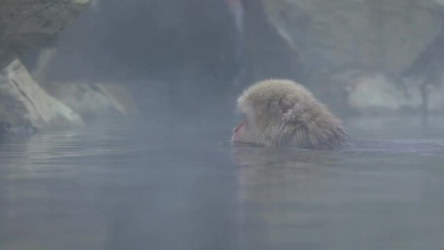 Slow motion of a wild monkey that enters a hot spring. Snow monkey bathe and relaxing in onsen of Japan. Macaca fuscata feeling the body is warm and sleepy. A wild macaque that enters a warm pool -Dan