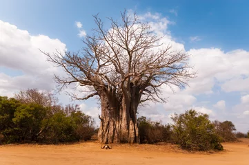 Fotobehang Southernmost naturally living baobab tree (scientific name: Adansonia digitata) in the African continent is within Kruger National Park in South Africa located between Satara and Tshokwane rest camp © Travelvolo